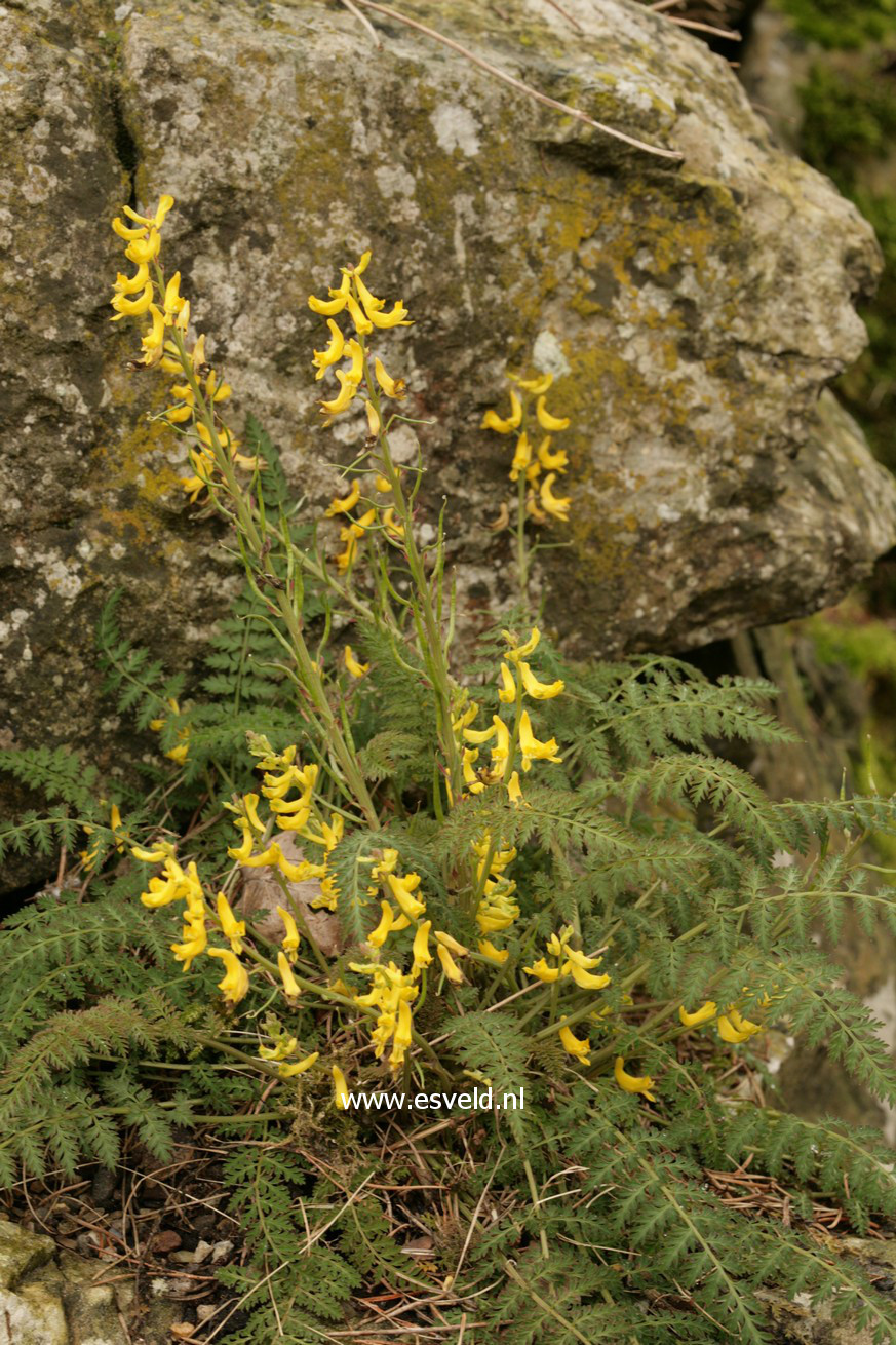 Corydalis cheilanthifolia