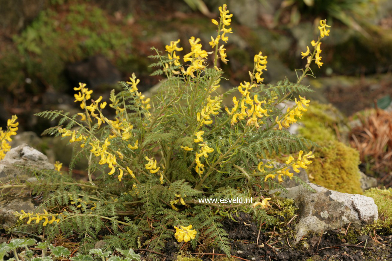 Corydalis cheilanthifolia