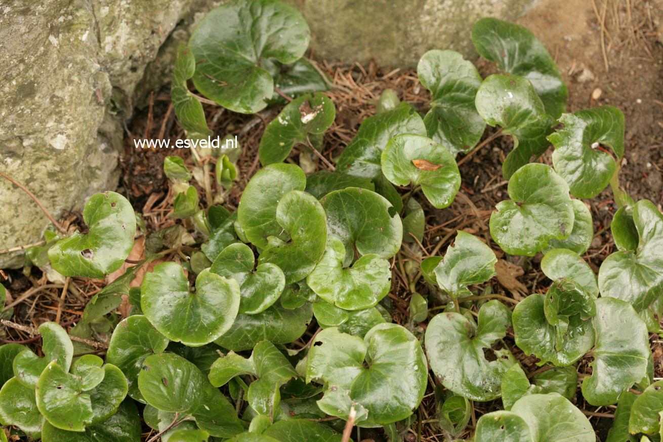 Asarum europaeum