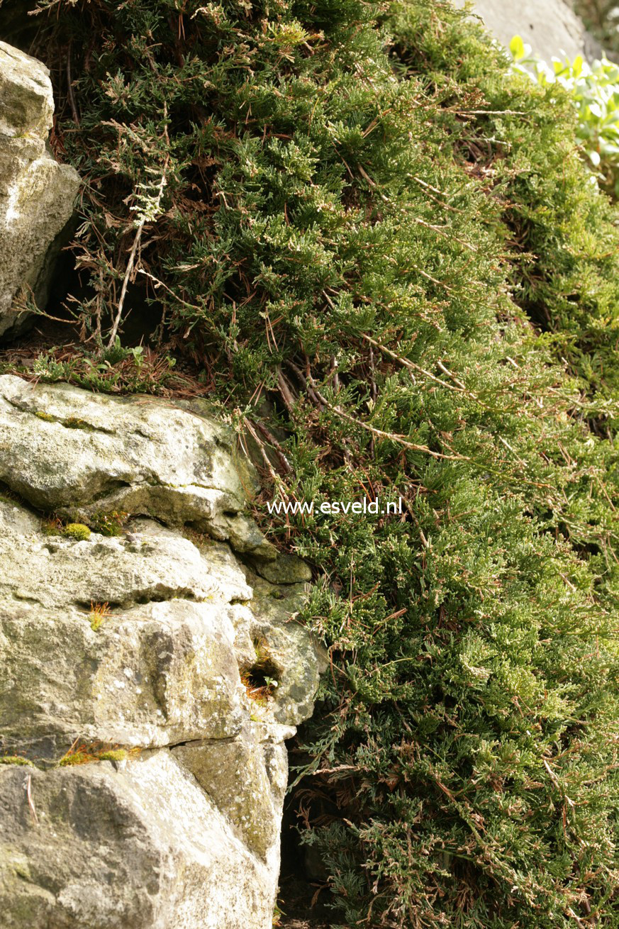 Juniperus horizontalis 'Wiltonii'