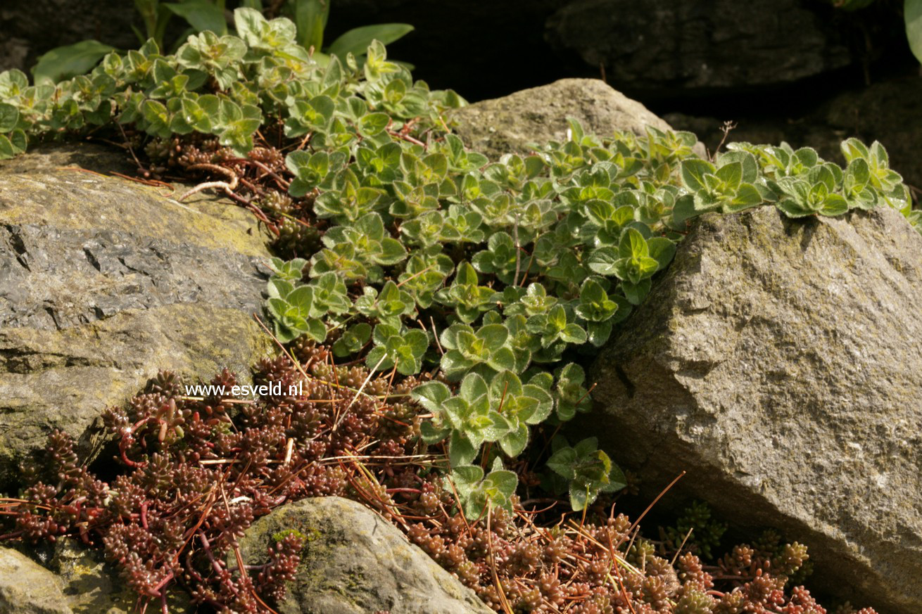 Origanum vulgare