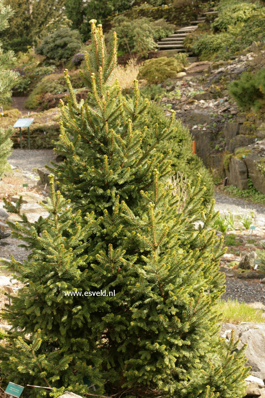 Picea abies 'Will's Zwerg'