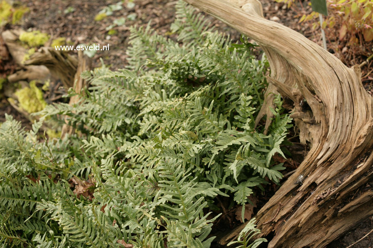 Polypodium vulgare