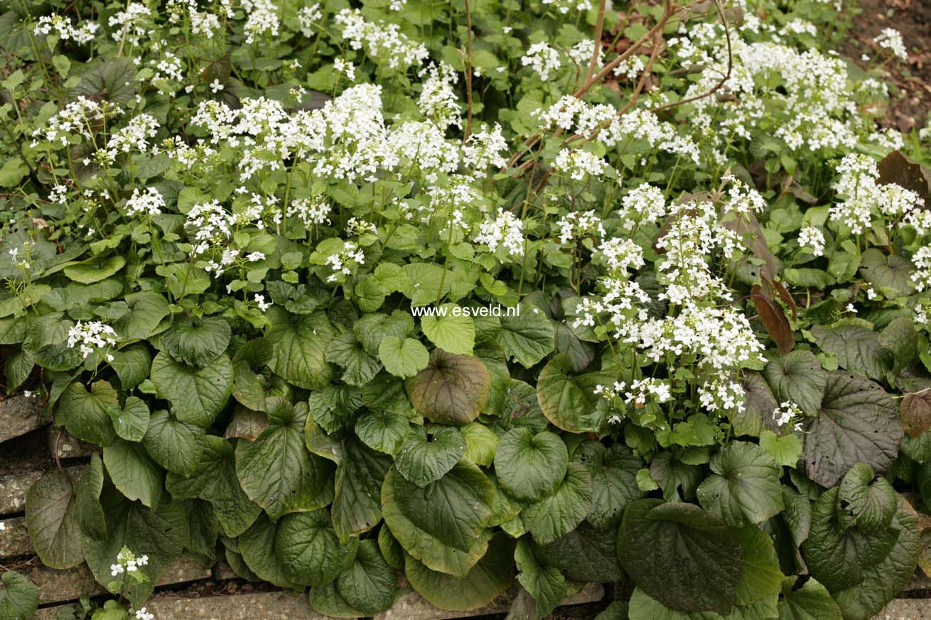 Pachyphragma macrophyllum