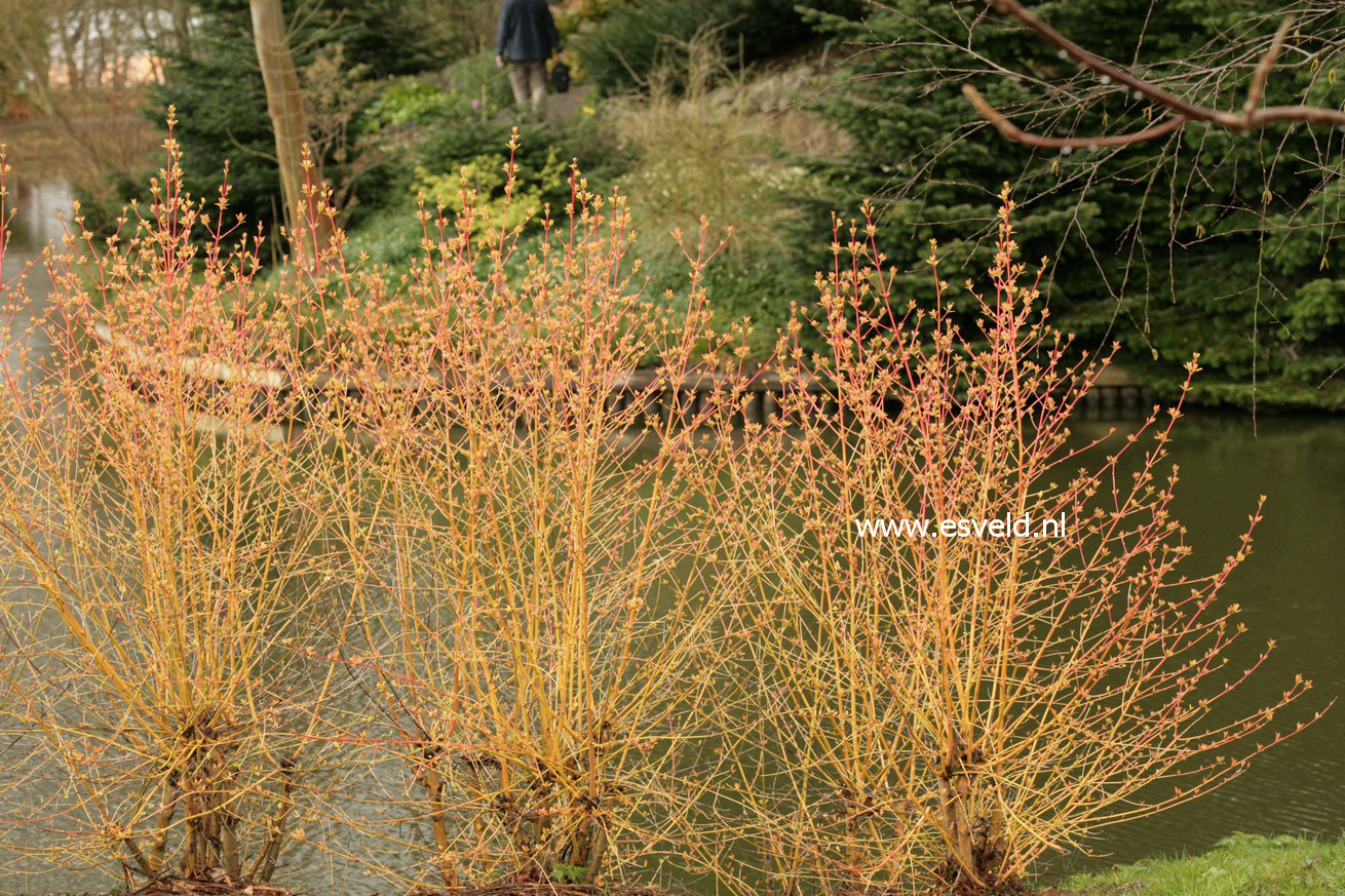 Cornus sanguinea 'Midwinter Fire'