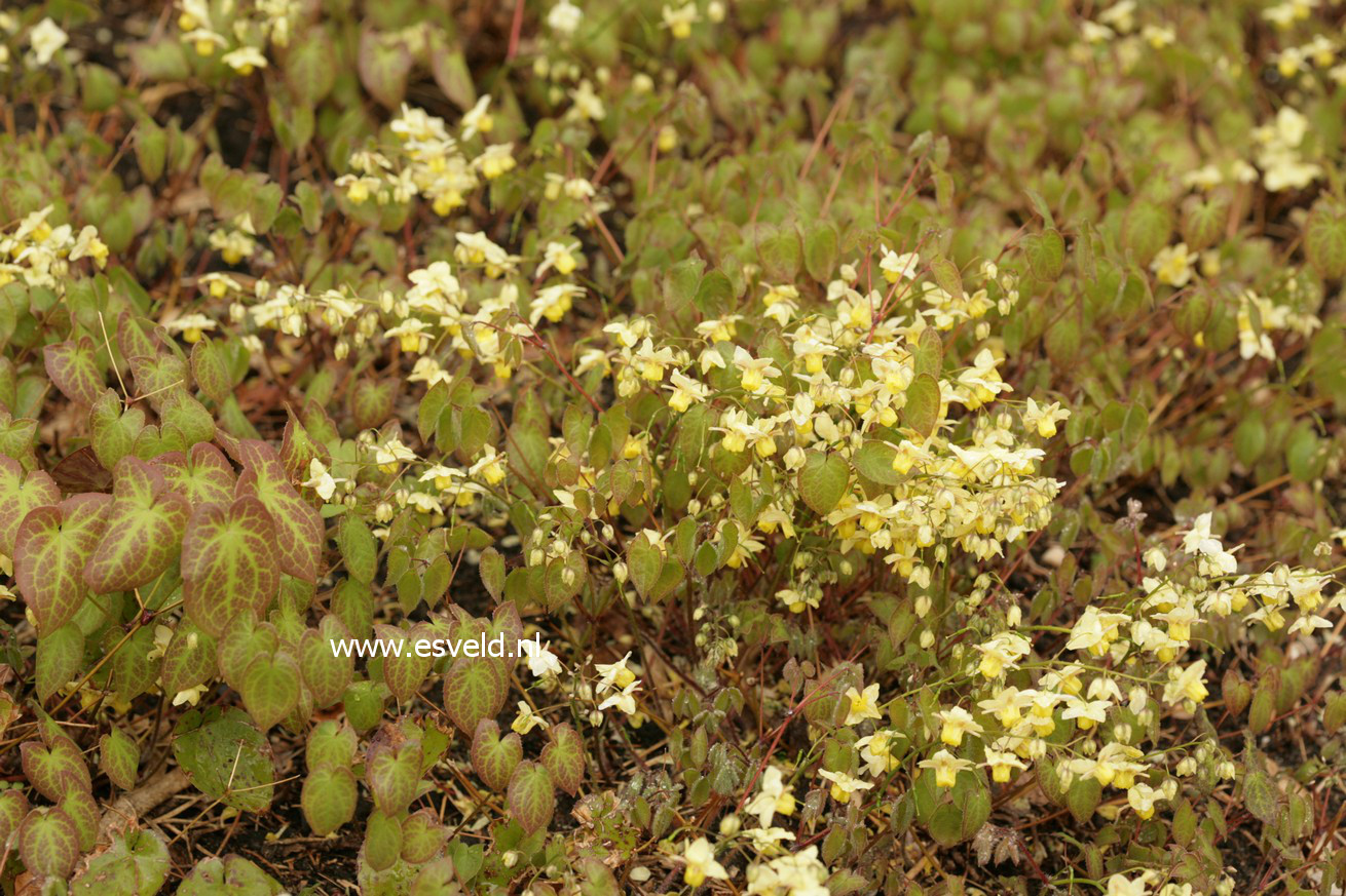 Epimedium versicolor 'Sulphureum'