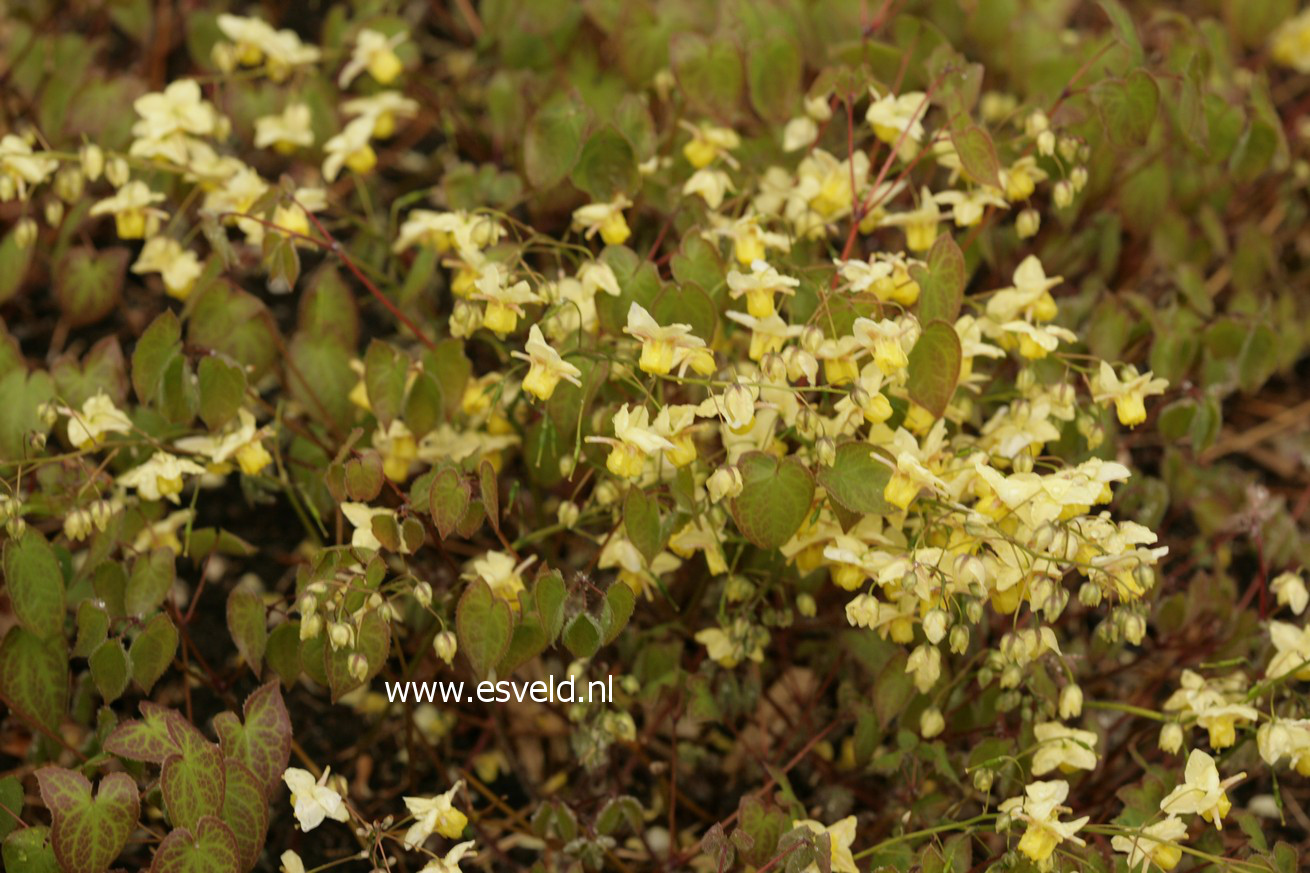 Epimedium versicolor 'Sulphureum'