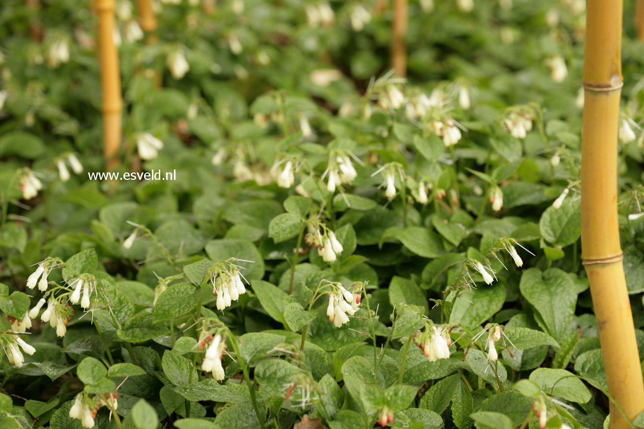 Symphytum grandiflorum