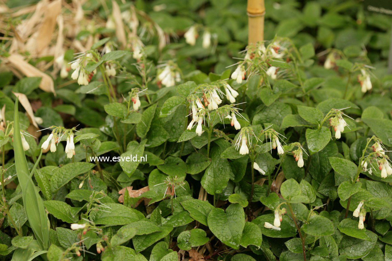 Symphytum grandiflorum