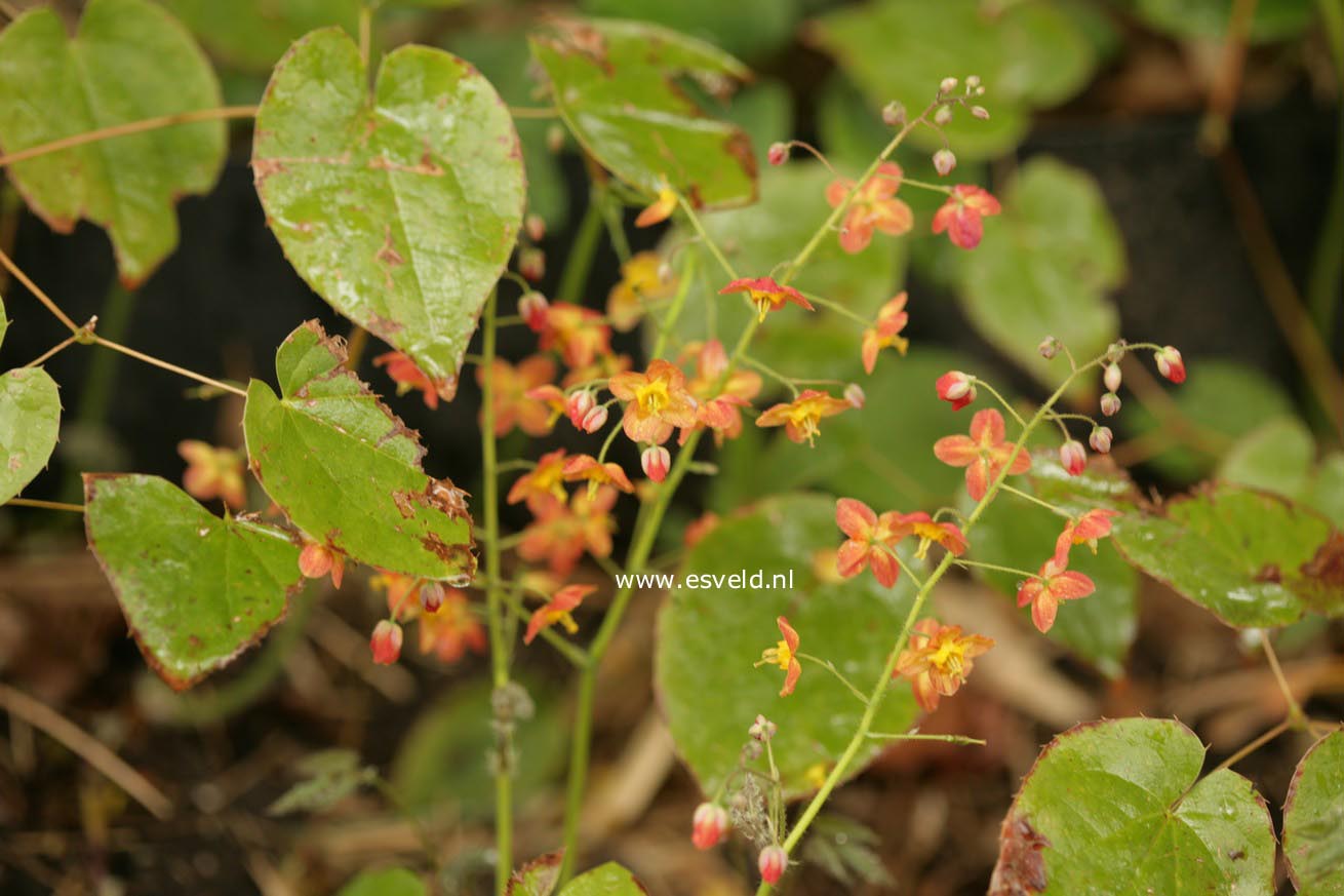 Epimedium warleyense 'Ellen Willmott'