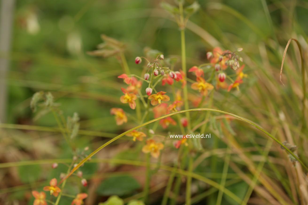 Epimedium warleyense 'Ellen Willmott'