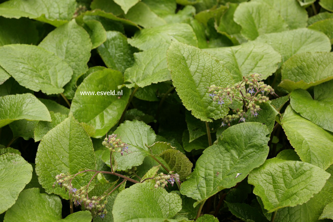 Trachystemon orientalis