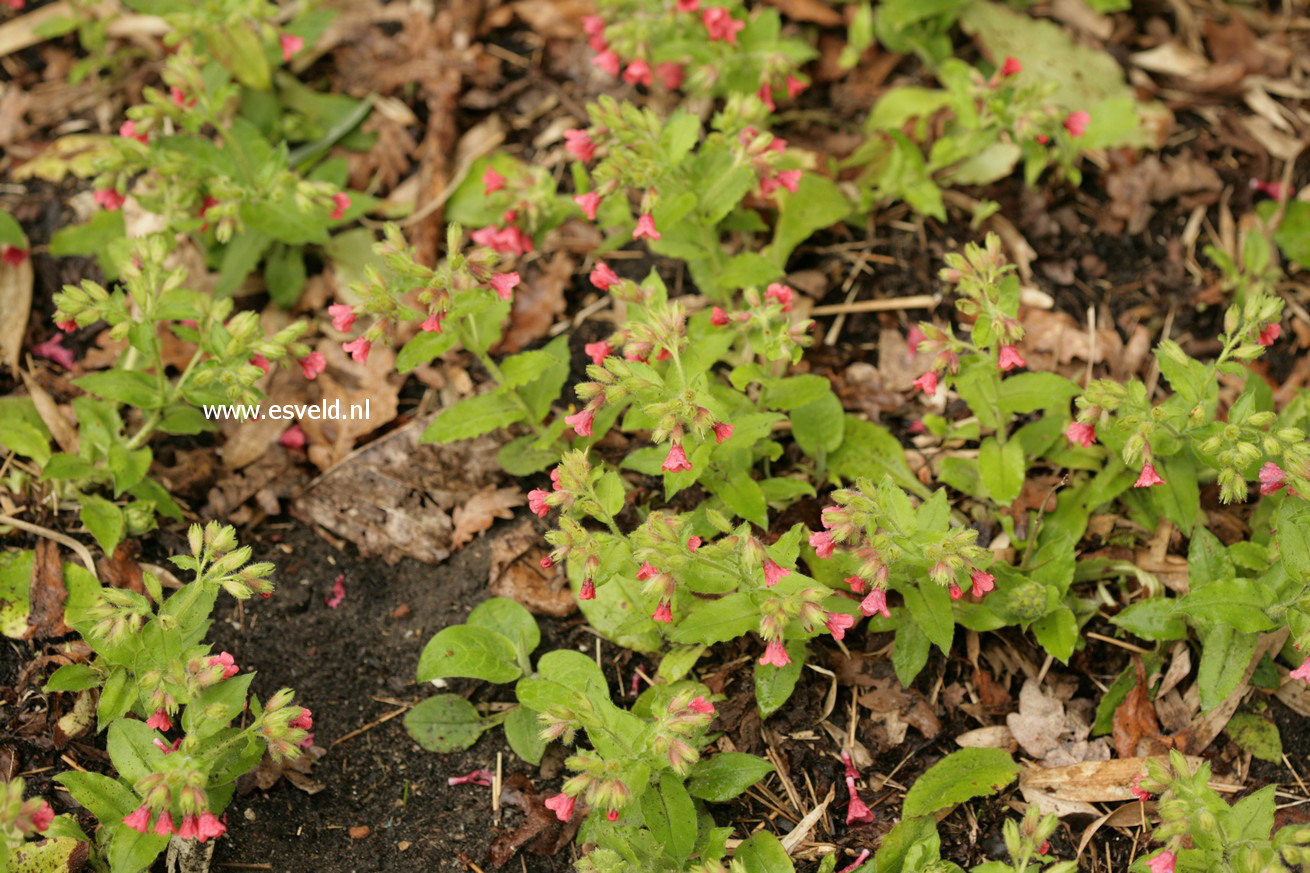 Pulmonaria rubra 'Redstart'