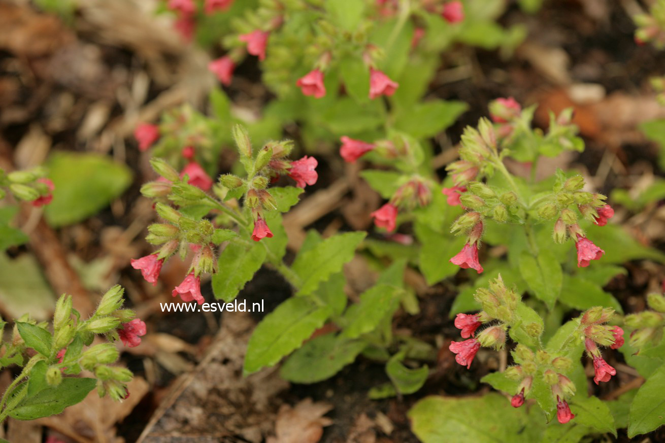 Pulmonaria rubra 'Redstart'