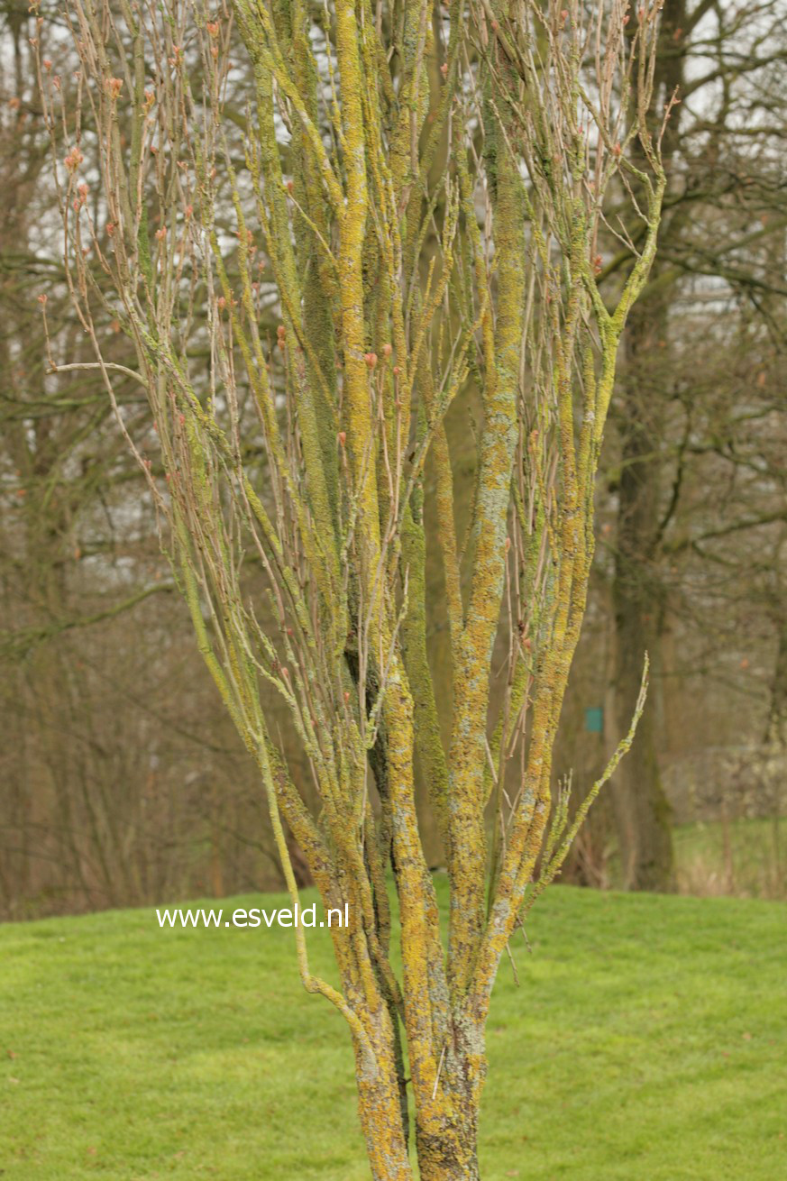 Koelreuteria paniculata 'Fastigiata'