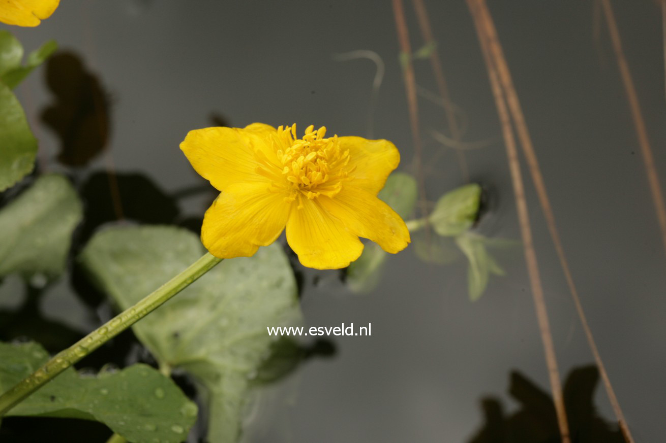 Caltha palustris