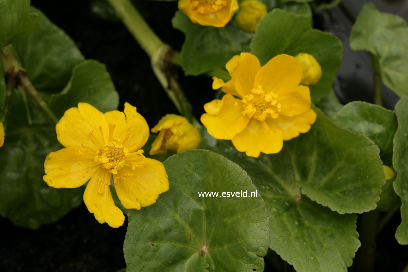 Caltha palustris