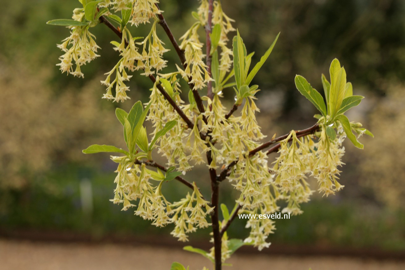 Oemleria cerasiformis