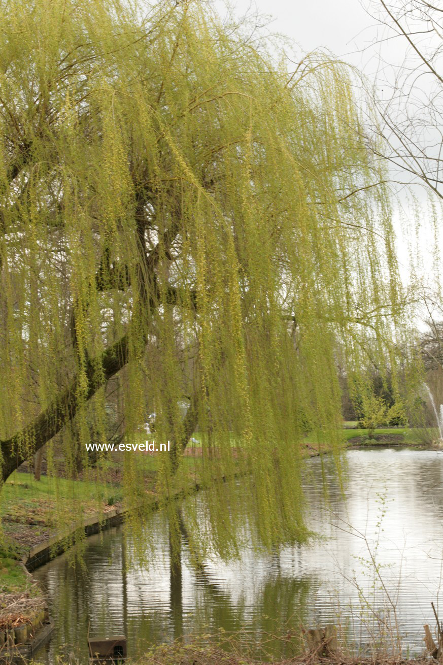 Salix sepulcralis 'Chrysocoma'