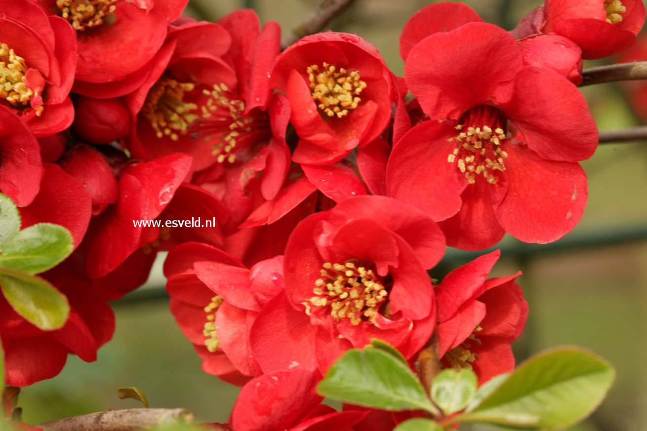 Chaenomeles superba 'Nicoline'