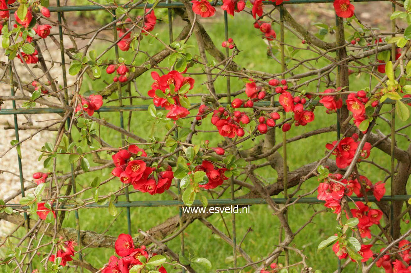 Chaenomeles superba 'Nicoline'