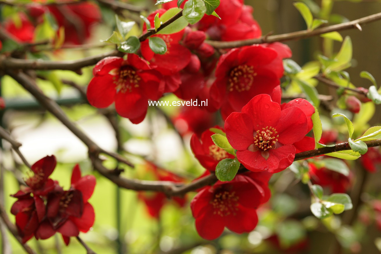 Chaenomeles superba 'Crimson & Gold'