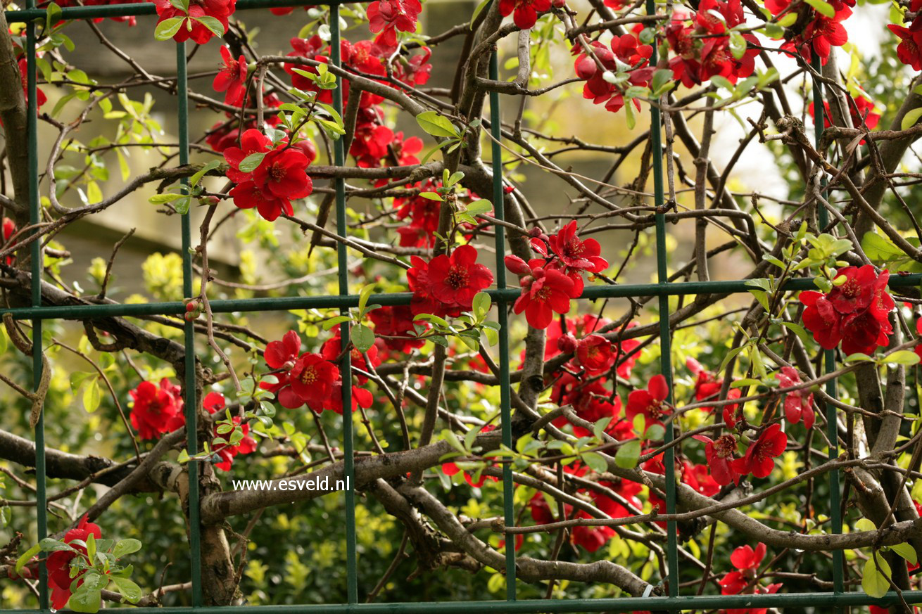 Chaenomeles superba 'Crimson & Gold'