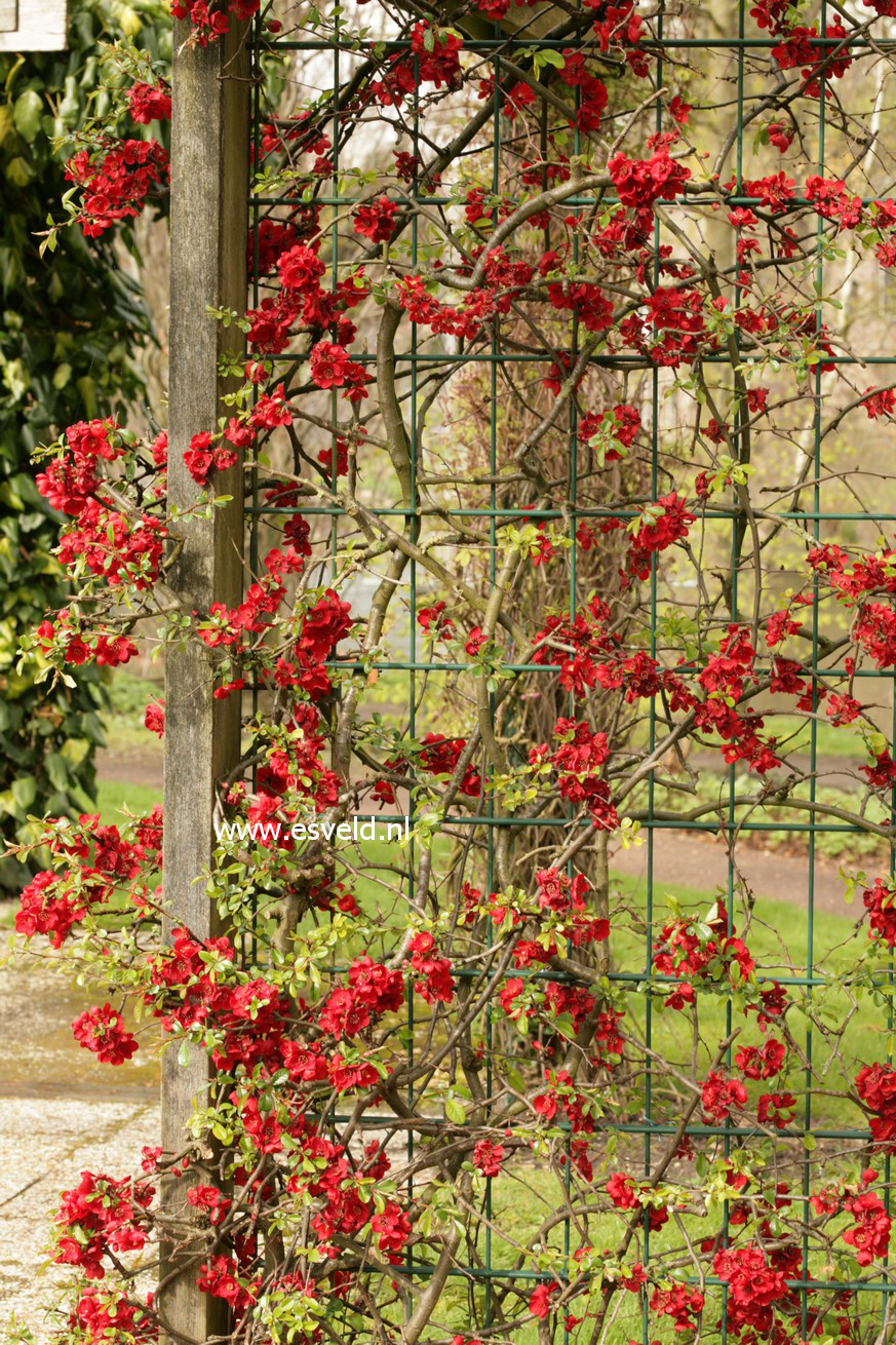 Chaenomeles speciosa 'Simonii'