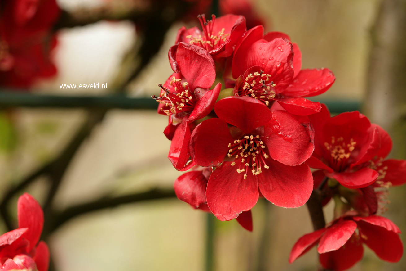 Chaenomeles speciosa 'Simonii'