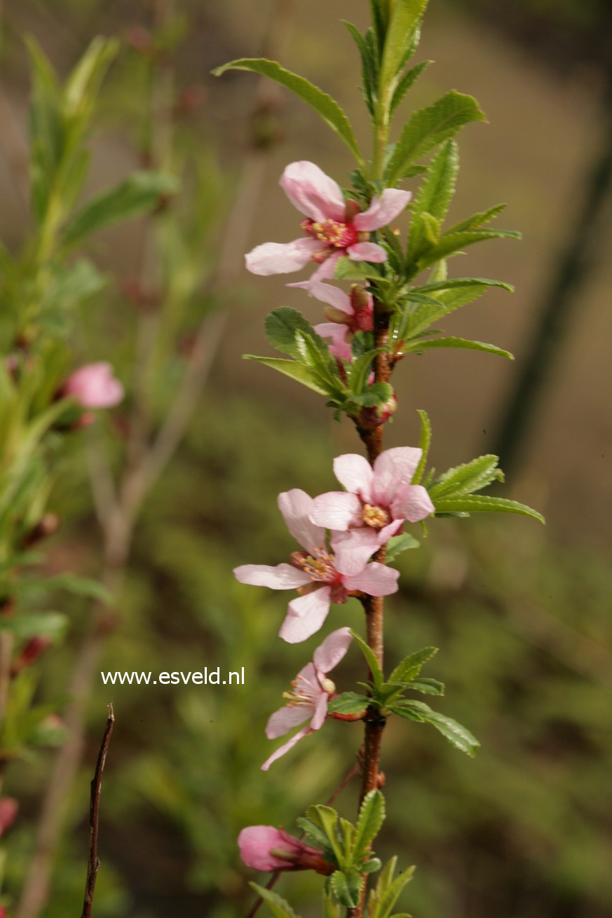 Prunus tenella