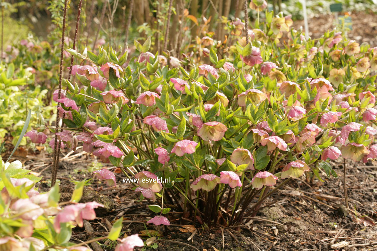 Helleborus orientalis