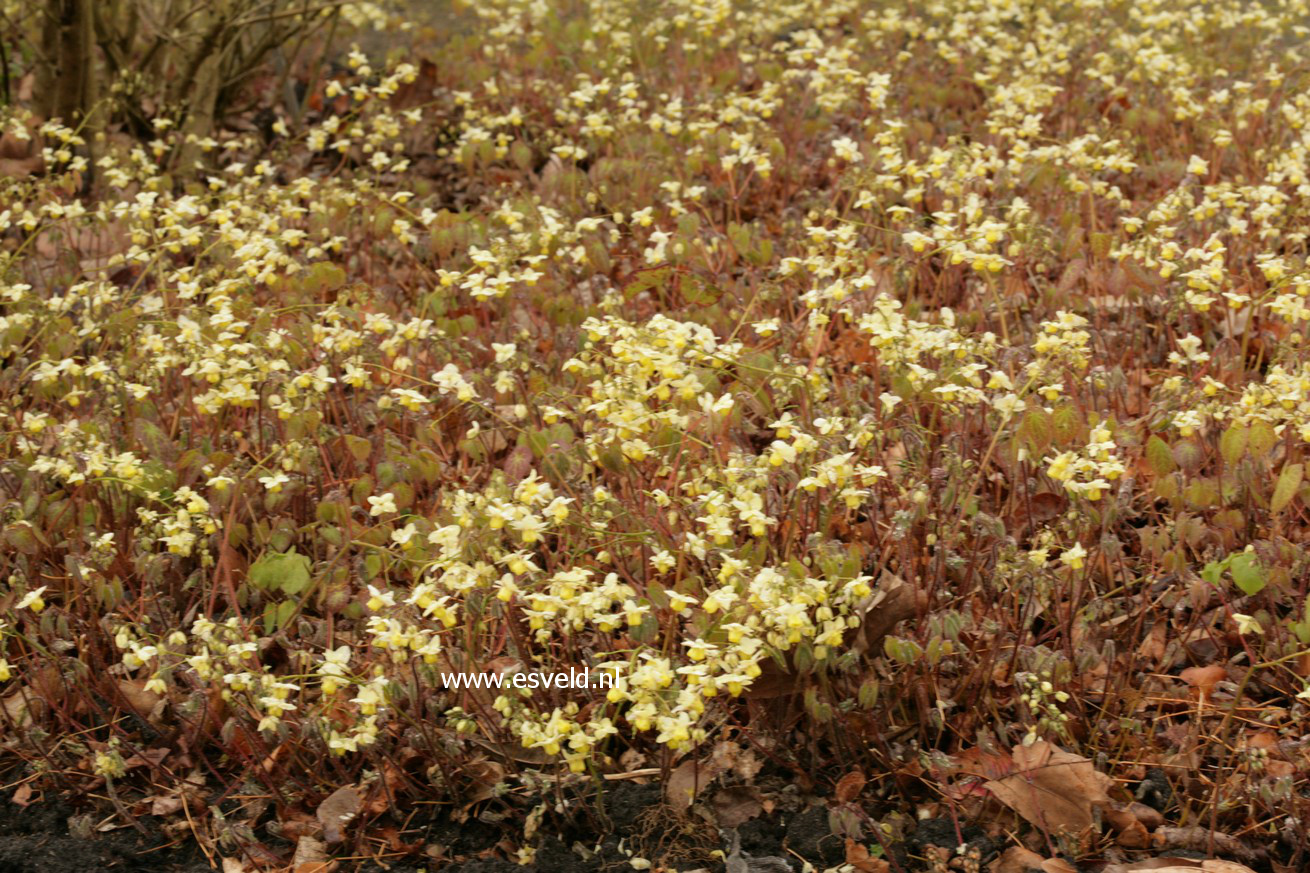 Epimedium versicolor 'Sulphureum'