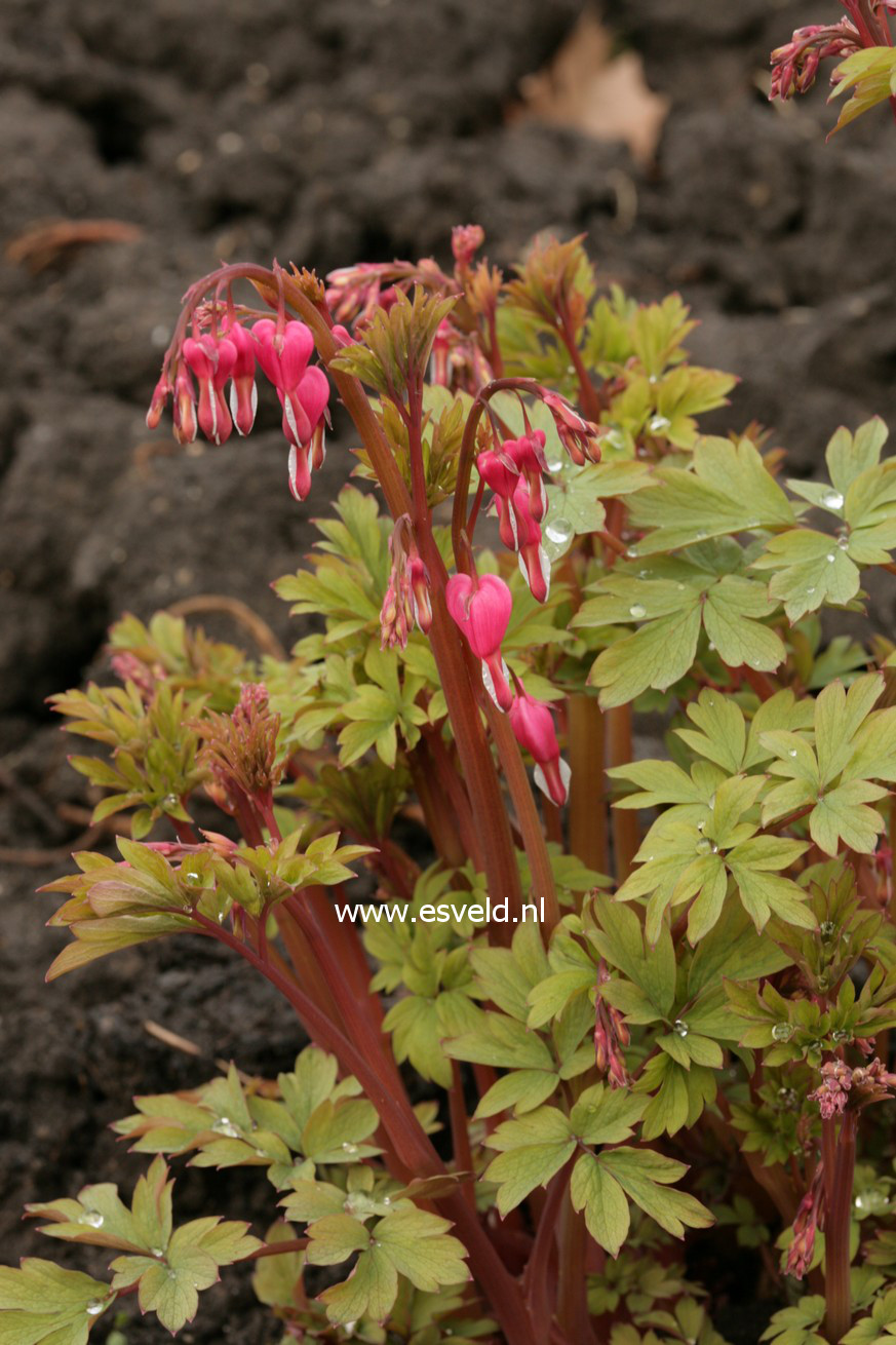 Dicentra spectabilis