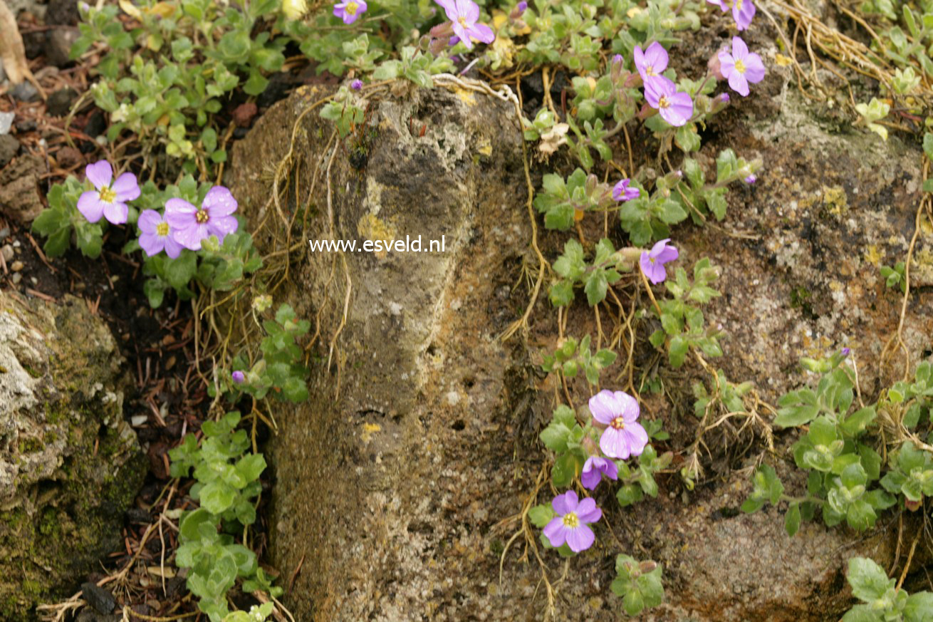 Aubrieta 'Blue Emperor'