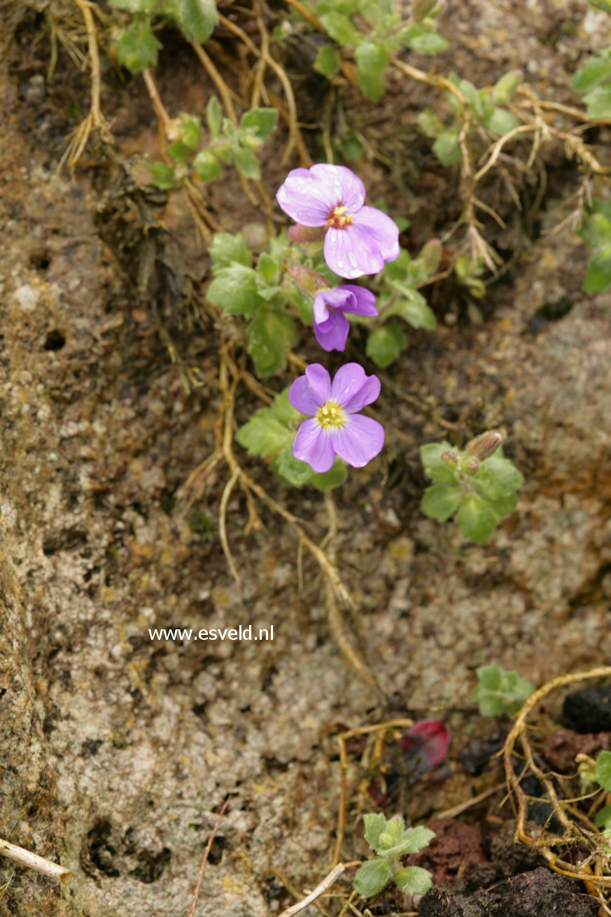 Aubrieta 'Blue Emperor'