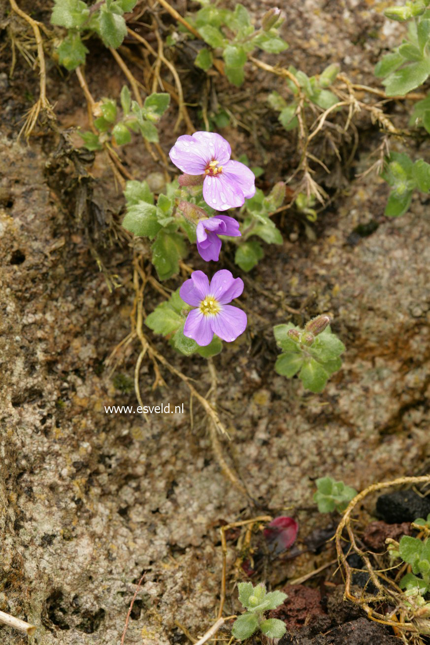 Aubrieta 'Blue Emperor'