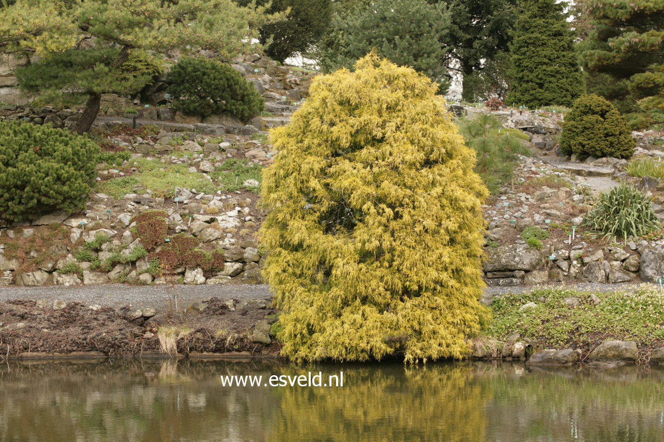 Chamaecyparis pisifera 'Filifera Aurea'