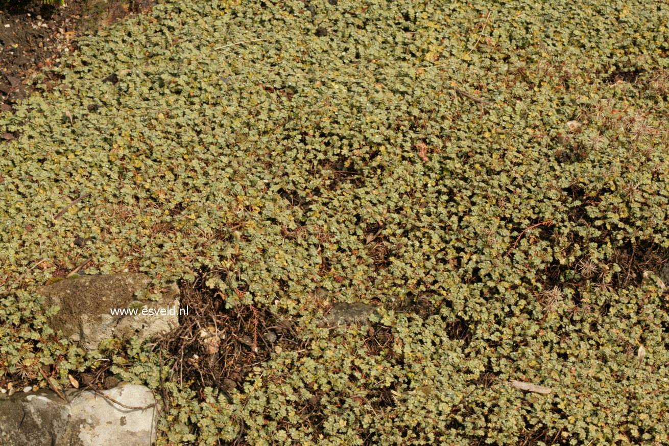 Acaena magellanica