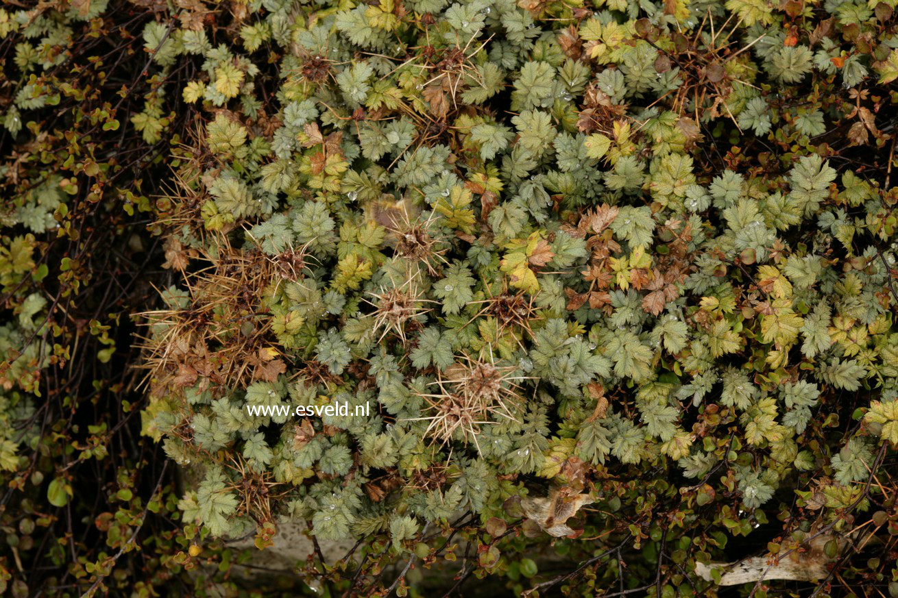 Acaena magellanica