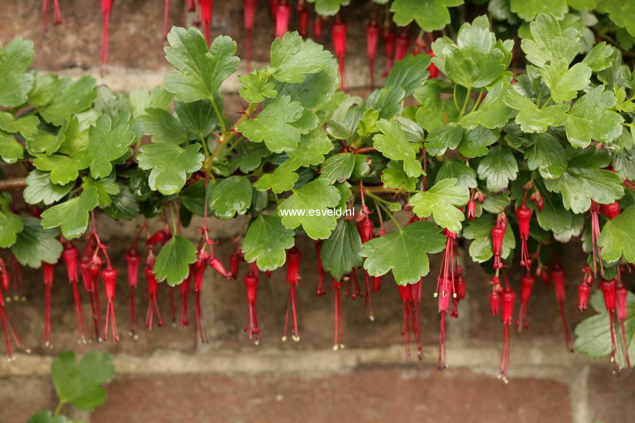 Ribes speciosum