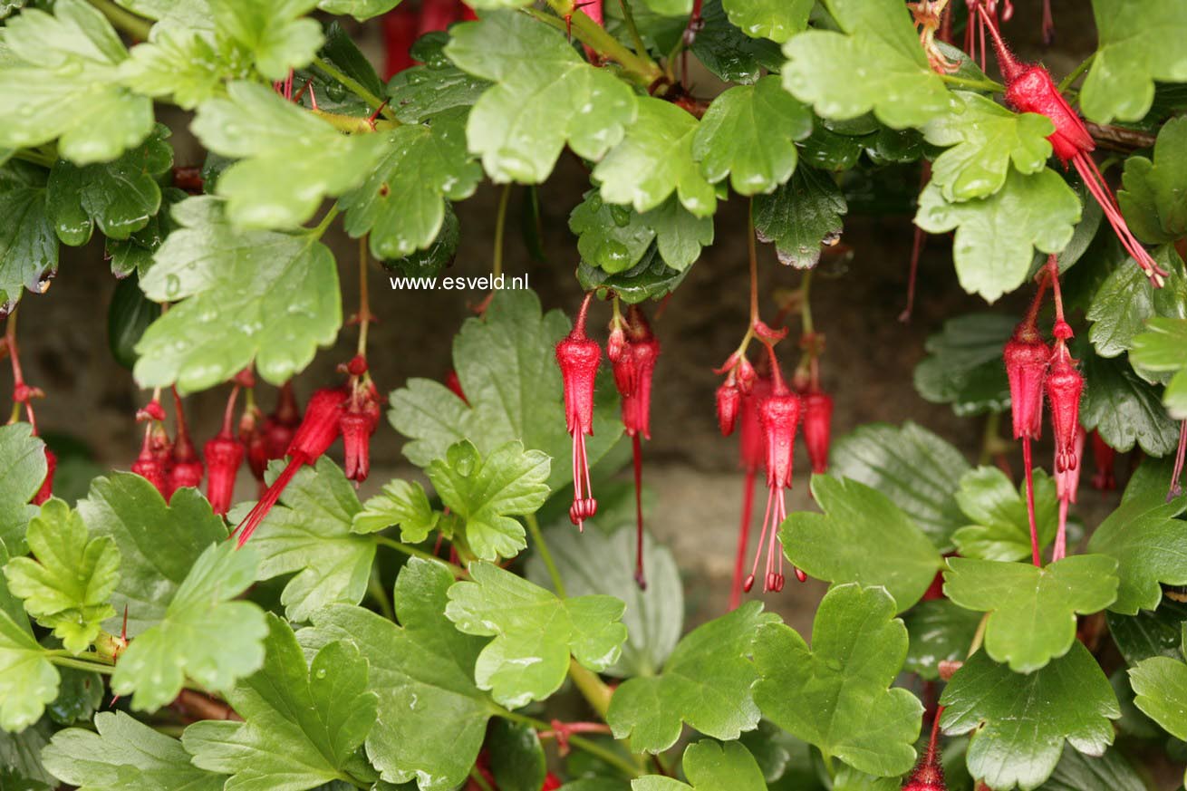 Ribes speciosum