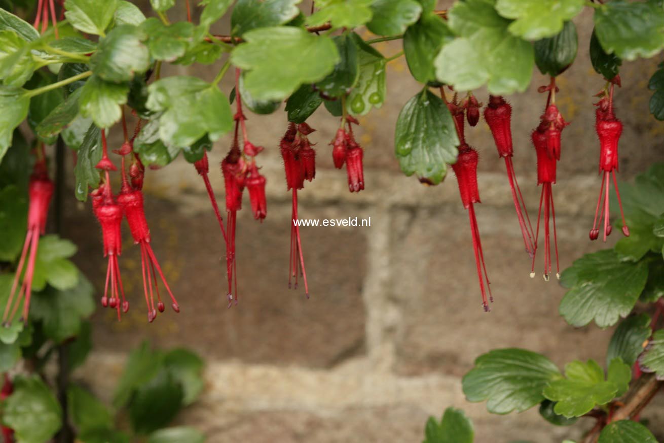 Ribes speciosum