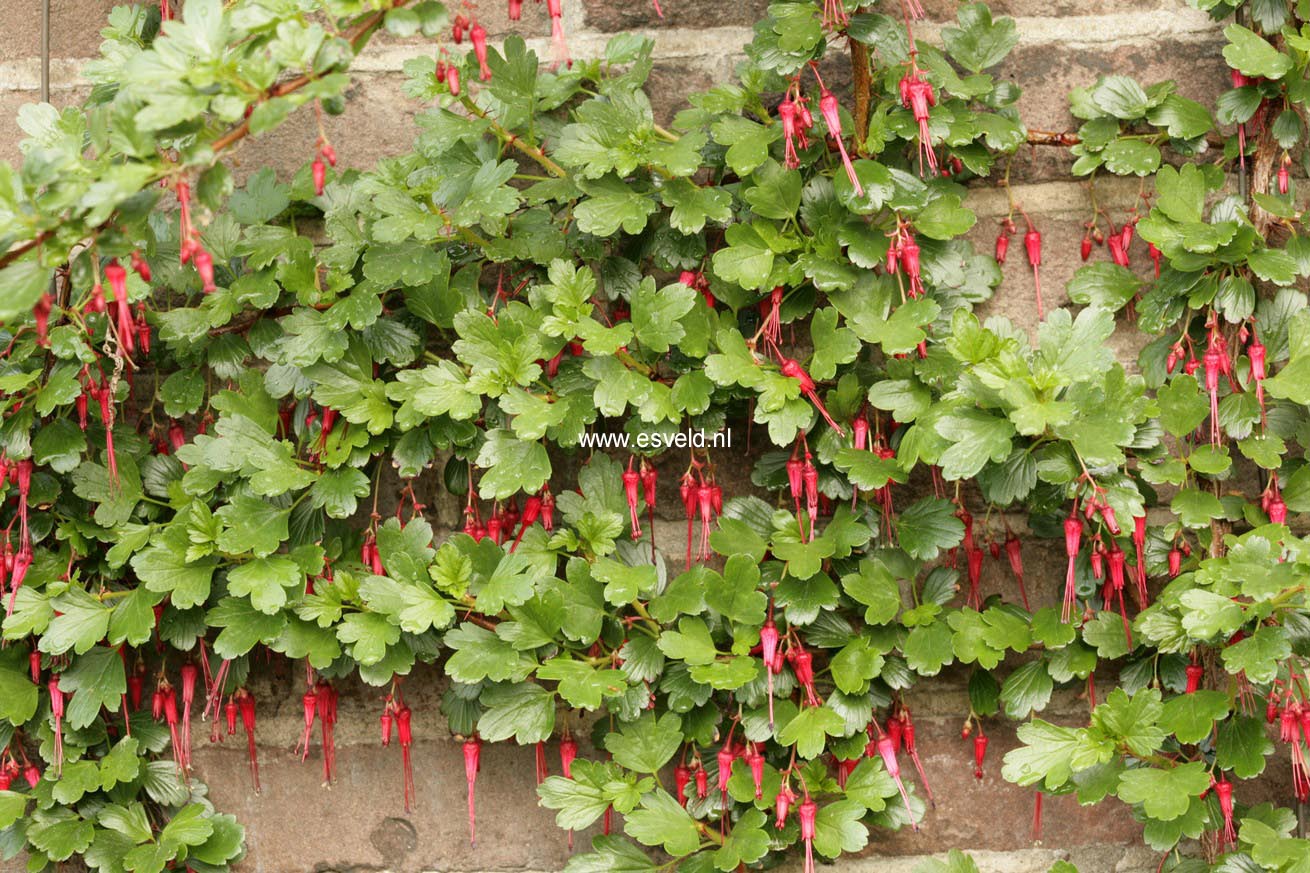 Ribes speciosum