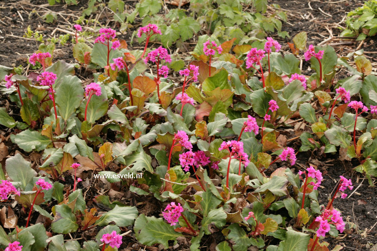 Bergenia 'Abendglut'