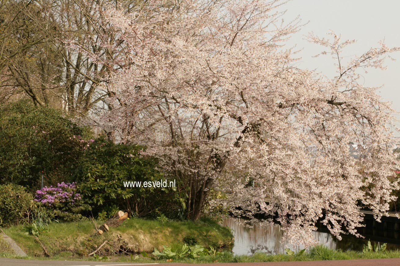 Prunus nipponica 'Felice'