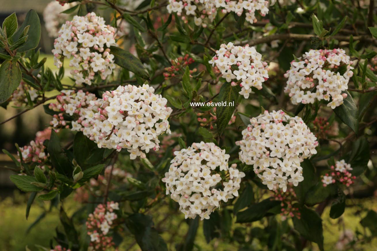 Viburnum burkwoodii