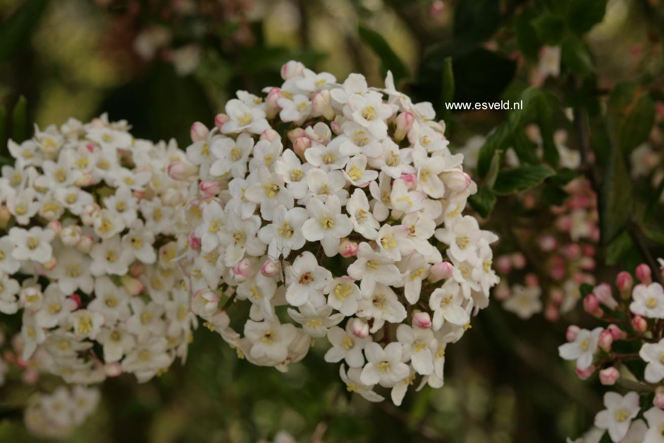 Viburnum burkwoodii