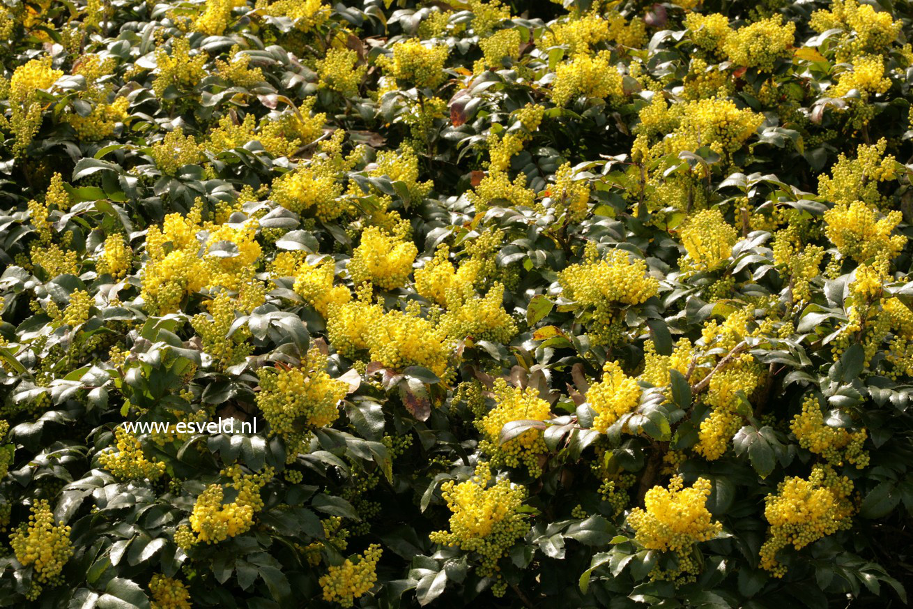 Mahonia 'Bokrafoot' (BLACKFOOT)