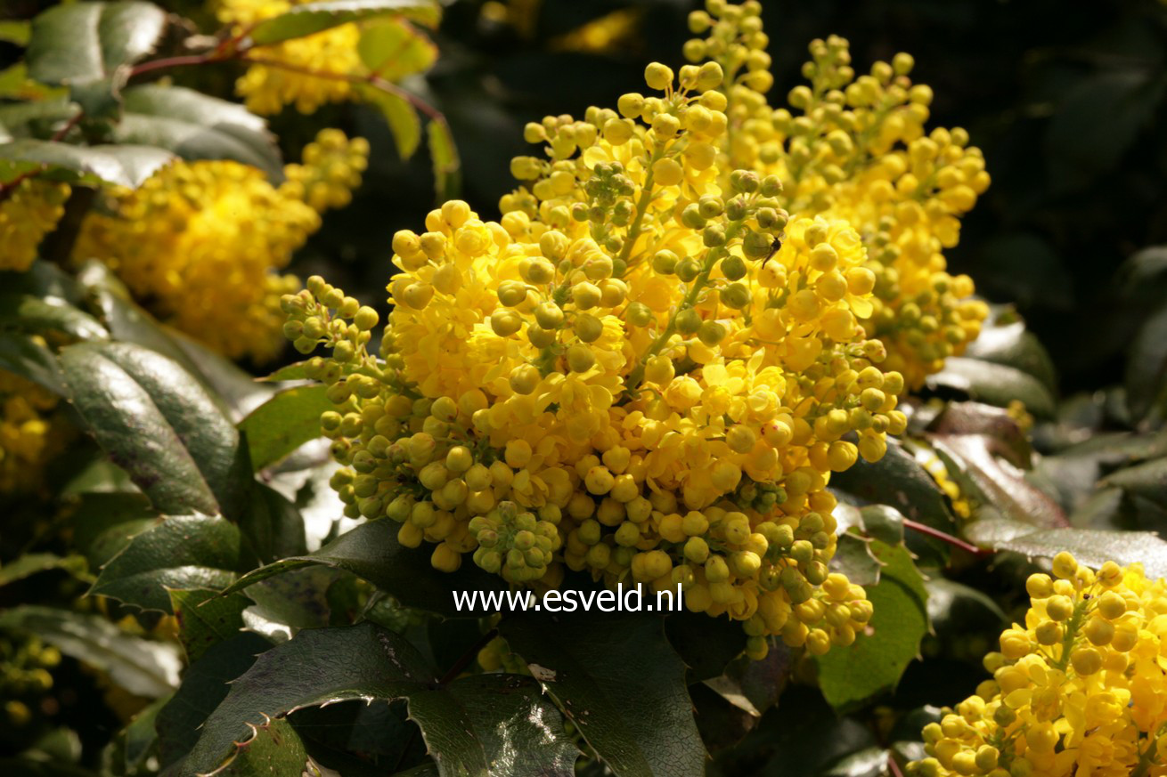 Mahonia 'Bokrafoot' (BLACKFOOT)