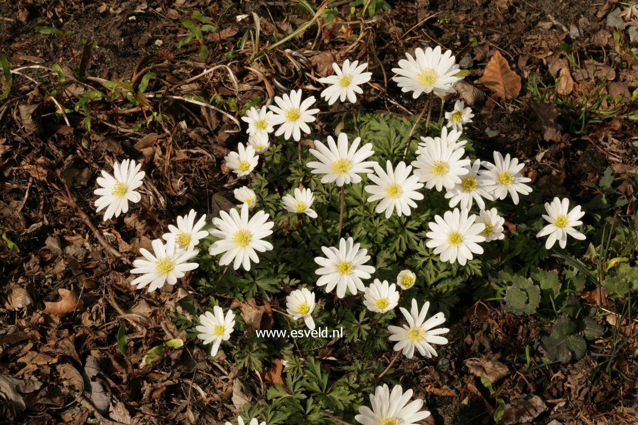 Anemone blanda 'White Splendour'